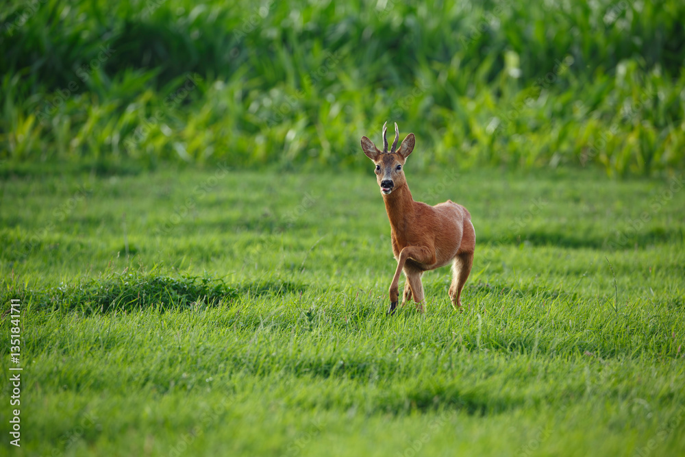 Young deer stands in a lush green field surrounded by tall grass and gentle sunlight during early morning hours Young deer stands in a lush green field surrounded by tall grass and gentle sunlight during early morning hours