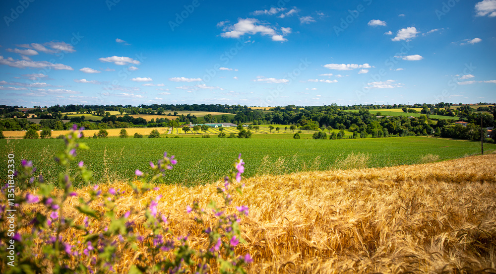 Fototapeta premium Paysage de campagne au printemps au milieu des champs et de l'herbe verte en France.