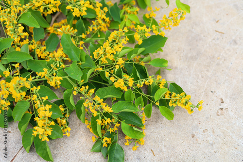 Fotografie Padauk flowers or pterocarpus indicus flowers, flowers are placed on the concrete floor, The National Flower of Myanmar, For Myanmar water festival (Thingyan)