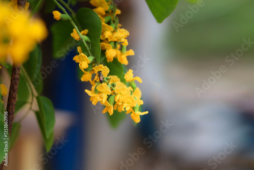 Fotografie A close-up of a bright yellow Padauk flowers or pterocarpus indicus flowers, With a blurred background, The National Flower of Myanmar, For Myanmar water festival (Thingyan)