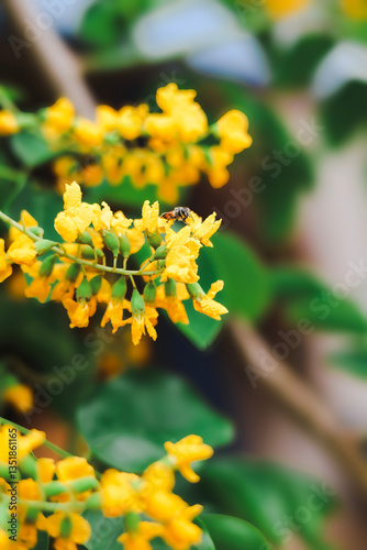 Obraz na plátně A close-up of a bright yellow wild sesbania flower, Padauk flowers (Pterocarpus macrocarpus) in full bloom, with a worker bee sucking nectar from the flower