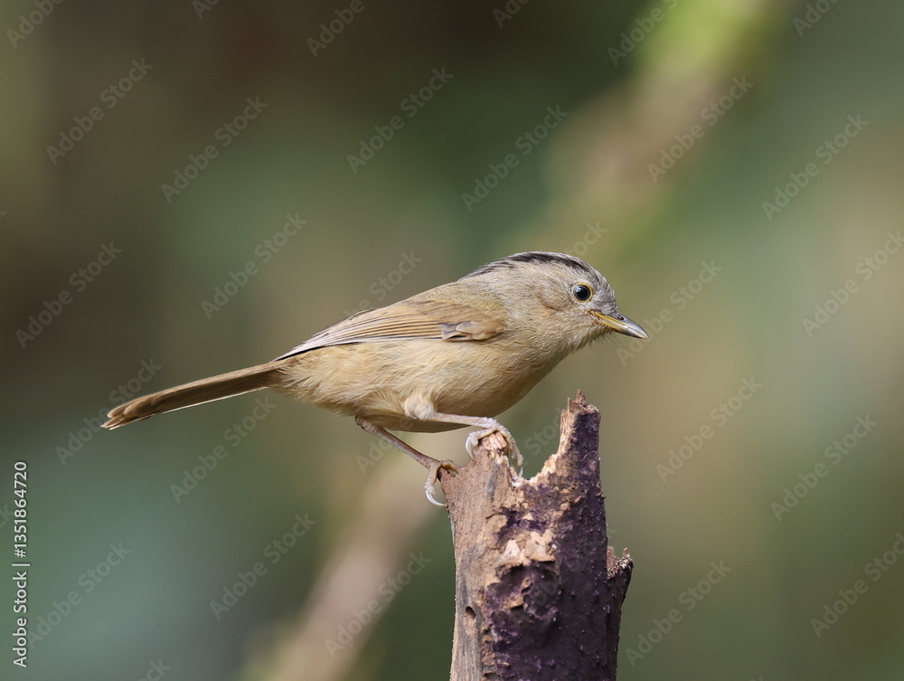 Fototapeta premium Common Name: Yunnan Fulvetta, Sci. Name : Alcippe fratercula