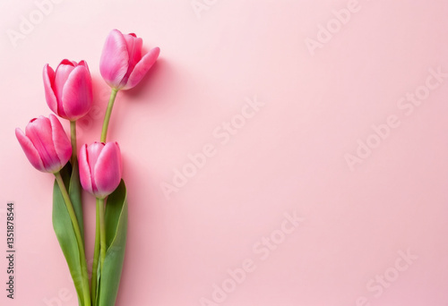Pink tulips on a background with ample copy space.