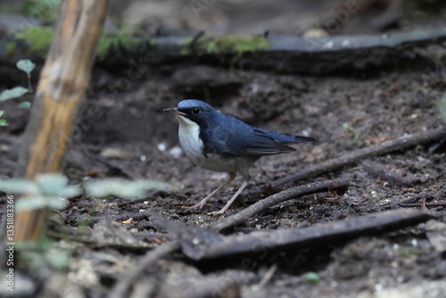 Common Name: Siberian Blue Robin
Sci. Name : Larvivora cyane