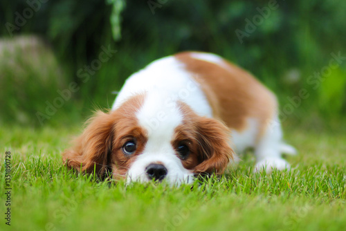 cavalier king charles spaniel puppy