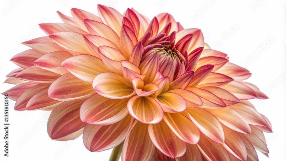 Fototapeta premium Close-up Dahlia Flower Macro on White Background 