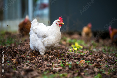 Weißes Huhn im Garten
