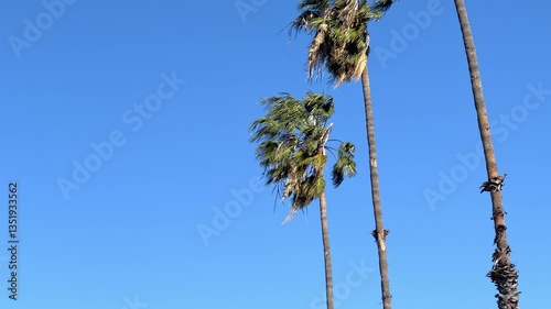 Strong Santa Anna winds blowing and swaying tall palm trees in Southern California
