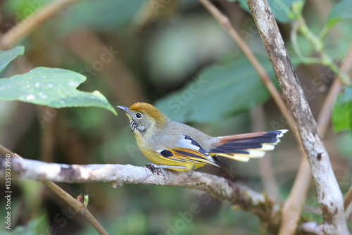 Common Name: Chestnut-tailed Minla,
Sci. Name: Actinodura strigula