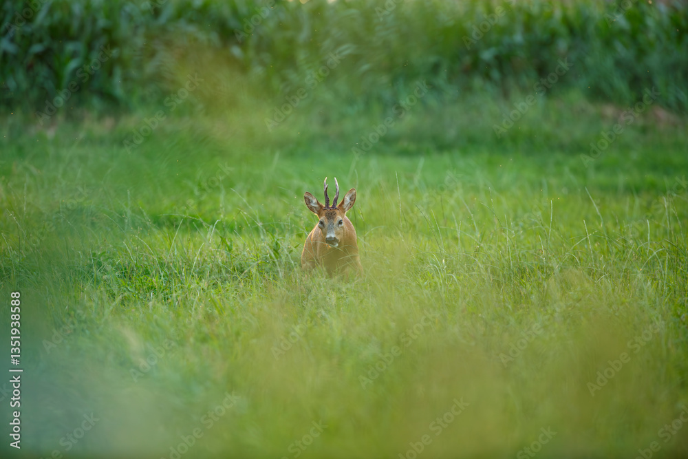 Deer spotted in a lush green field during early morning hours near a cornfield Deer spotted in a lush green field during early morning hours near a cornfield