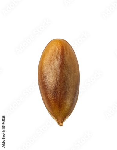 Single flax seed close-up