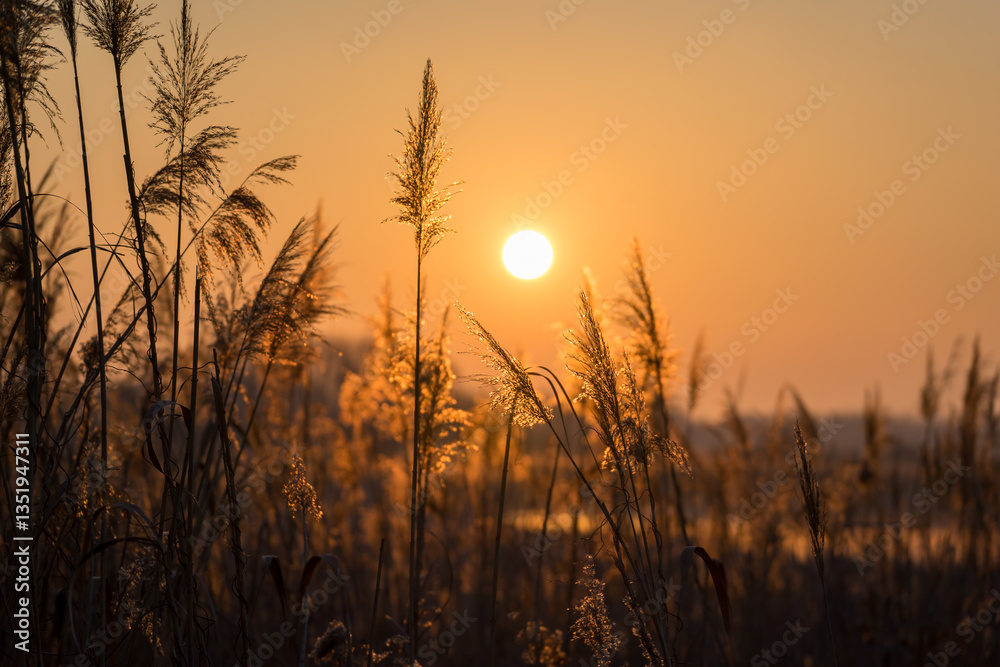 Słoneczny poranek nad Stawami Dojlidzkimi, Podlasie, Polska