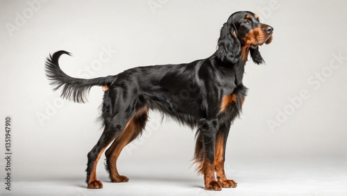 Gordon Setter in full view on studio background