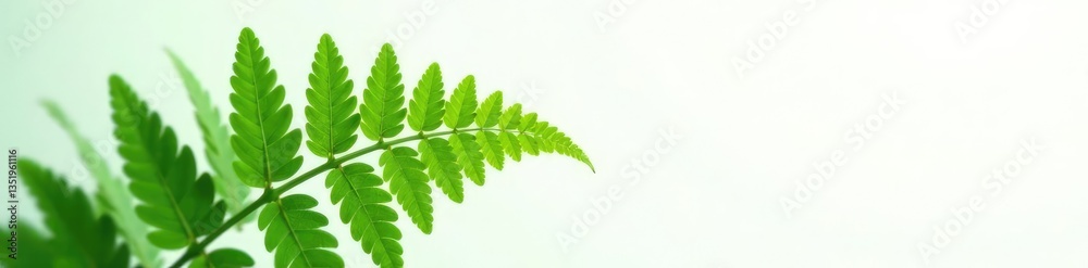 Obraz premium Single large fern frond against crisp white backdrop, foliage, closeup