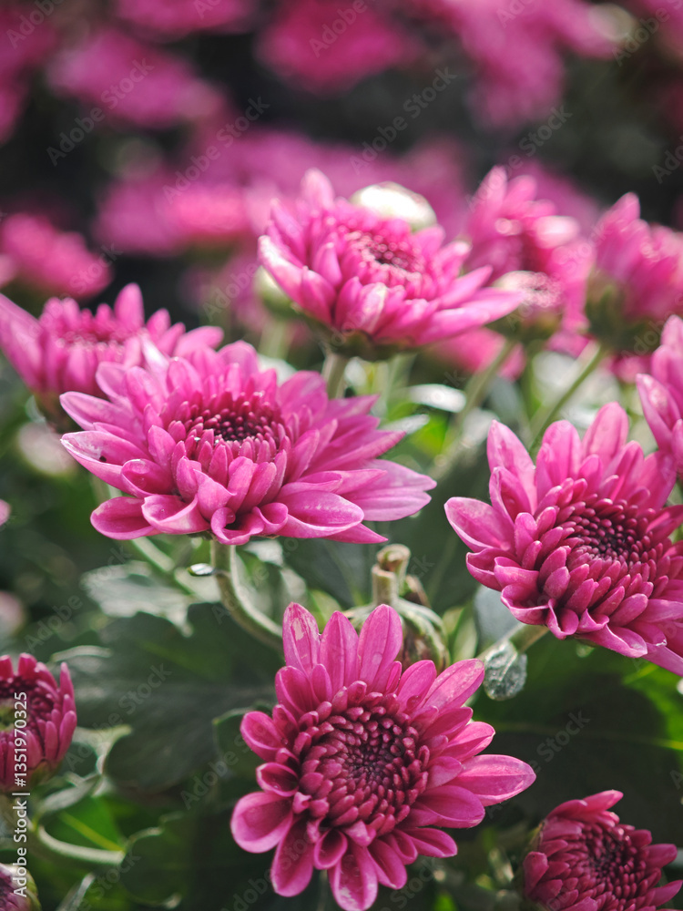 pink Chrysanthemum blossom in garden pink Chrysanthemum blossom in garden