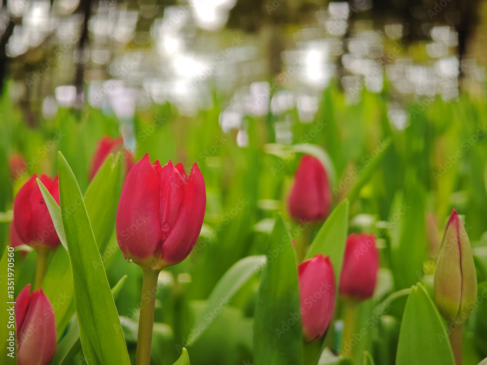 Naklejka premium red tulip in the garden