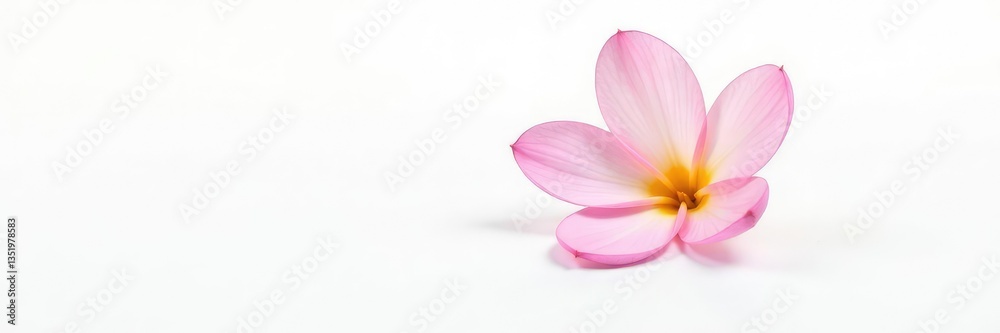 A delicate flower isolated against a simple white background, natural, botanic, petals A delicate flower isolated against a simple white background, natural, botanic, petals