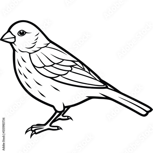 Atlantic canary isolated on white background