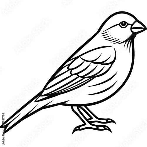 Atlantic canary isolated on white background