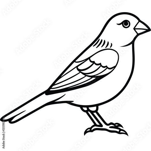 Atlantic canary isolated on white background