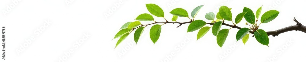 Naklejka premium Single isolated tree branch on white background, nature, isolation