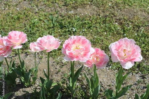 pink tulips in garden