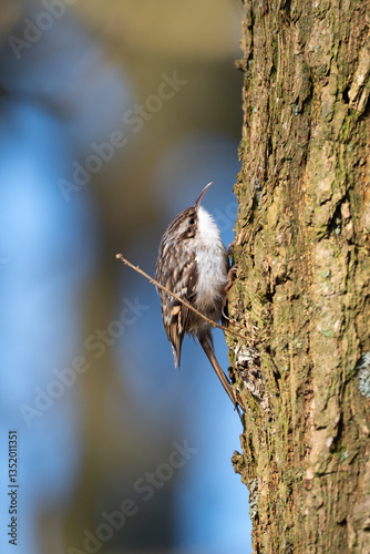 Treecreeper on a tree