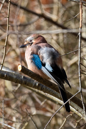 Jaybird on a branch