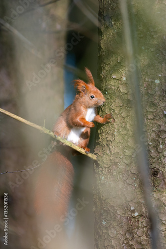 Squirrel in a forest