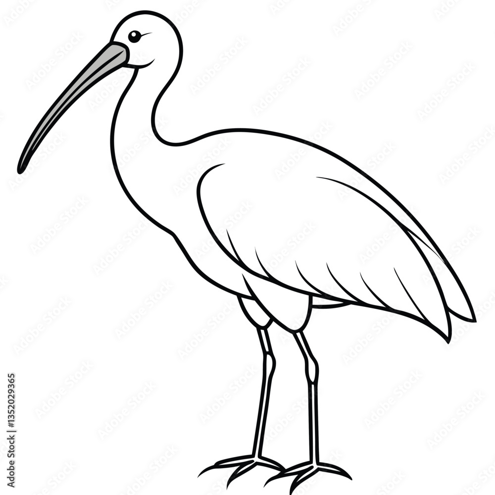 Obraz premium Ibis isolated on white background