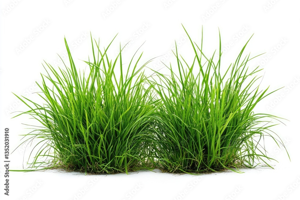 Obraz premium Two vibrant clumps of fresh green grass against a white background. Healthy, lush, and full of life, these grass tufts appear well-maintained and ready for use in design, marketing.