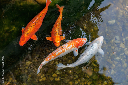 Colorful carp of koi floating in a pond. A flock of fish in the water. flat lay. top view. photo