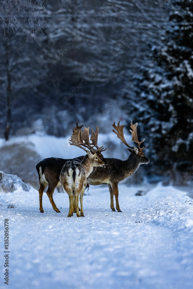 Fallow deers in winter wonderland Fallow deers in winter wonderland