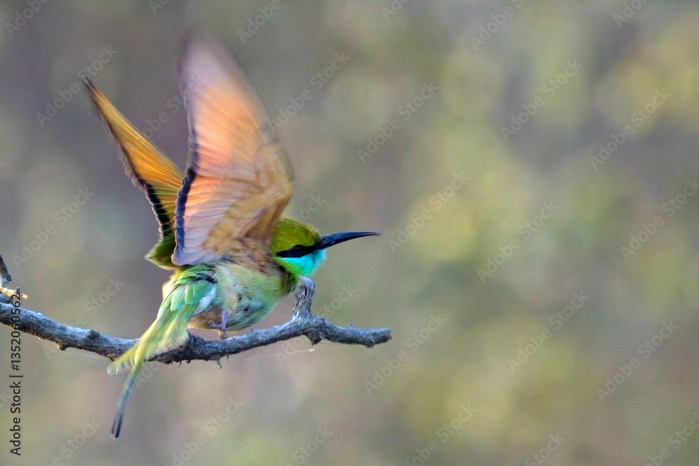 Obraz premium Asian Green Bee-eater (Merops orientalis) about to take off from it's perch, Ranthambhore National Park, Rajasthan, India.
