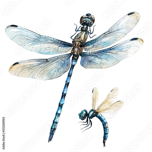 A watercolor vector painting of a mother dragonfly with her kid, isolated on a white background.


