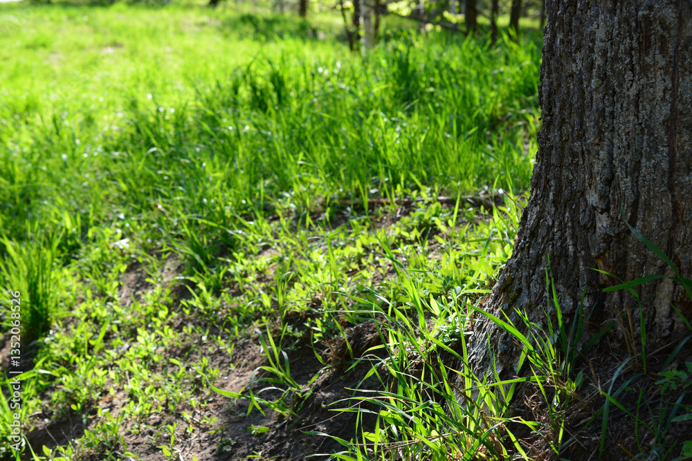 Close-up view of a tree trunk and the surrounding lush green grass in a sunlit forest Close-up view of a tree trunk and the surrounding lush green grass in a sunlit forest