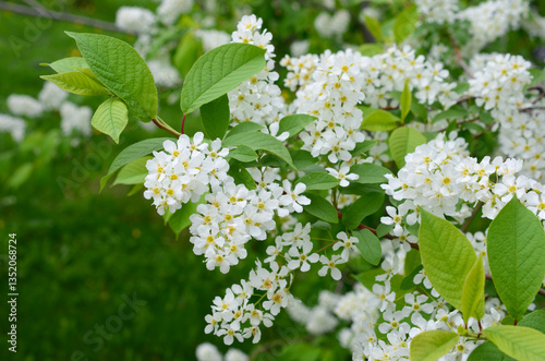 Close-up of a beautiful flowering shrub with white blossoms and lush green leaves in spring