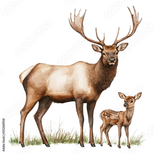 A watercolor vector painting of a mother elk with her kid, isolated on a white background.

