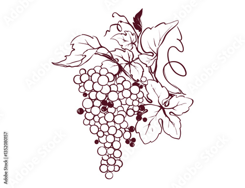 Design elements -- vine.  Graphic vector illustration, sketch with bunches of grapes in lines, author's hand drawing.	