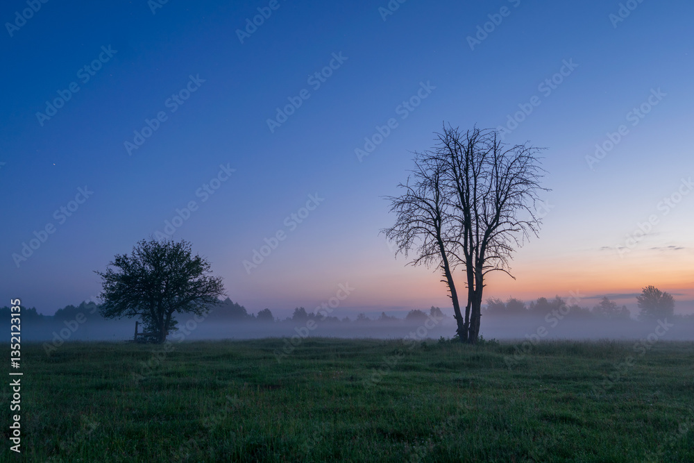 tree in the fog tree in the fog