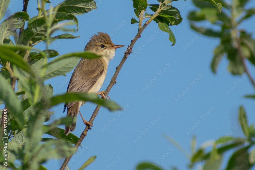 Fototapeta premium pond warbler on a fence