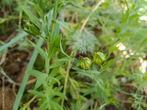 Flax, (alashi, javas) also known as common flax or linseed, is a flowering plant, Linum usitatissimum, in the family Linaceae.