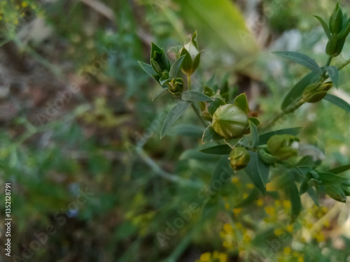 Flax, (alashi, javas) also known as common flax or linseed, is a flowering plant, Linum usitatissimum, in the family Linaceae.