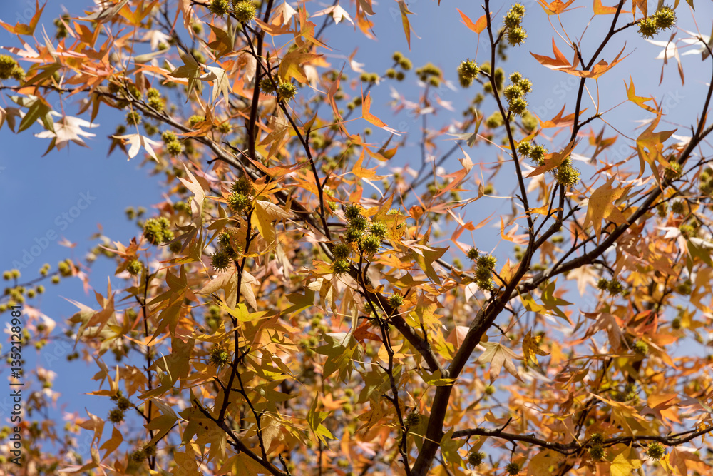 red amber tree in the autumn season in sunny weather red amber tree in the autumn season in sunny weather