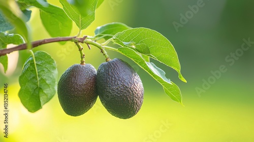 Two avocados ripening on a branch, surrounded by lush green leaves