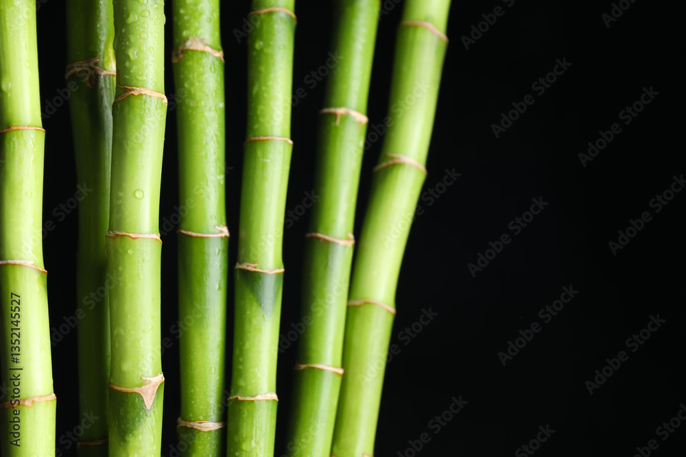 Wet green bamboo stems on black background, closeup. Space for text Wet green bamboo stems on black background, closeup. Space for text