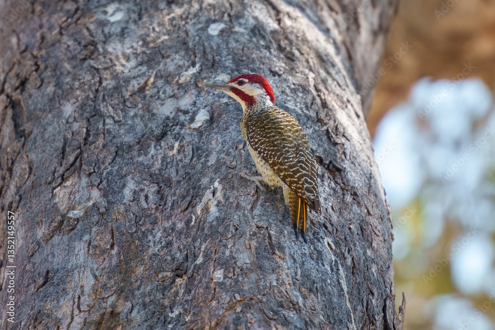 Bennett's woodpecker in Moremi game reserve Africa ; Specie Campethera bennettii family of picidae, Botswana
Bennett's woodpecker in Moremi game reserve Africa ; Specie Campethera bennettii family of picidae, Botswana
