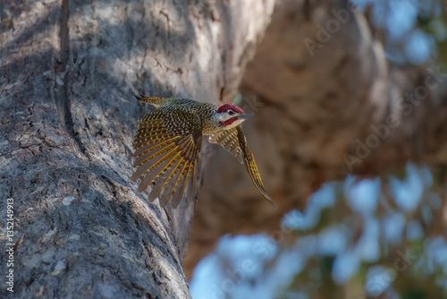 Bennett's woodpecker in Moremi game reserve Africa ; Specie Campethera bennettii family of picidae, Botswana
