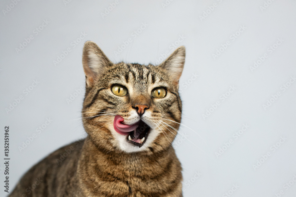 tabby cat funny face, photo shoot in studio on white background tabby cat funny face, photo shoot in studio on white background