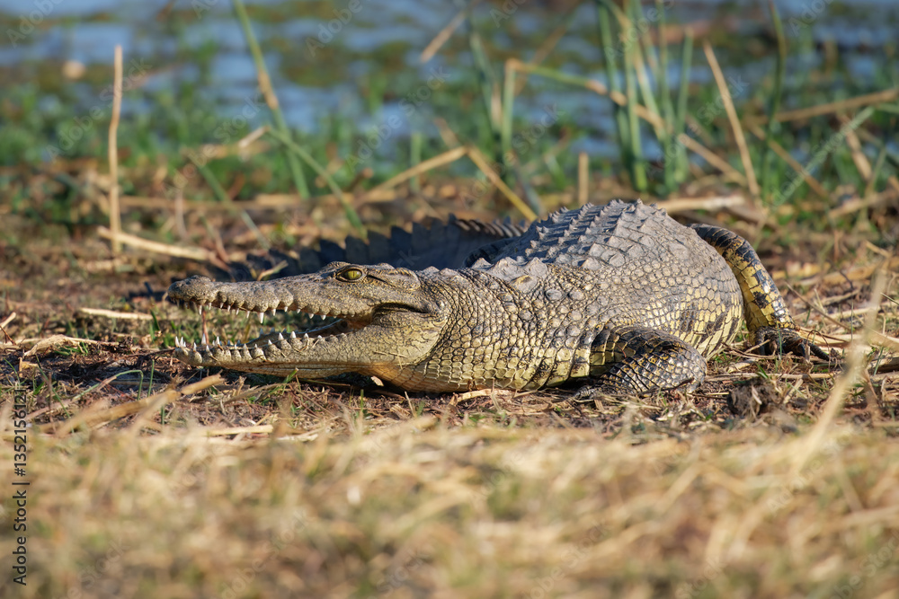 Obraz premium Nile crocodile (Crocodylus niloticus) is a large crocodilian native to freshwater habitats in Africa, where it is present in 26 countries.